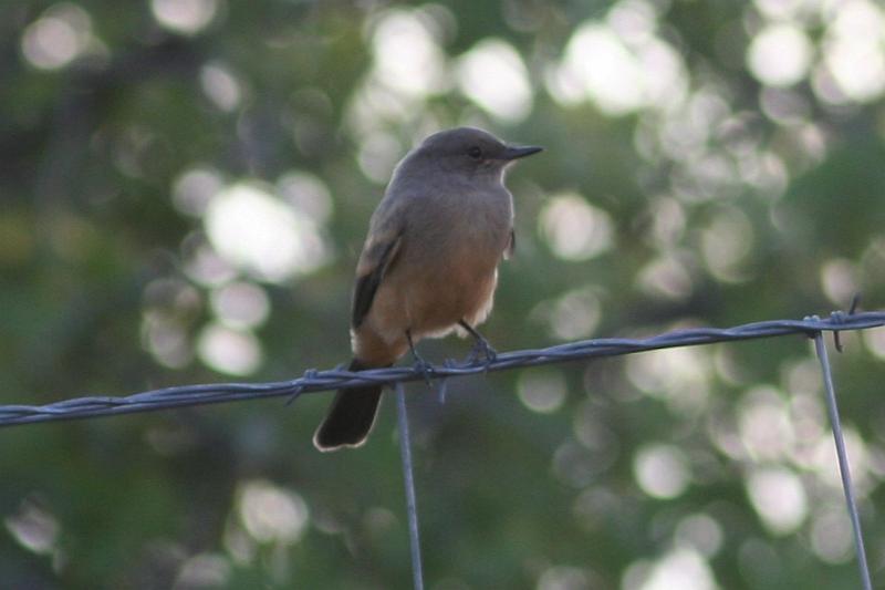 Say's Phoebe FtDavisAug08 044.jpg